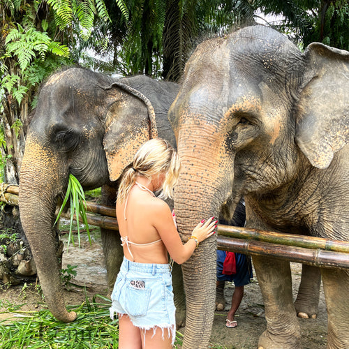 Journée Magique au Sanctuaire des Éléphants à Krabi, Thaïlande